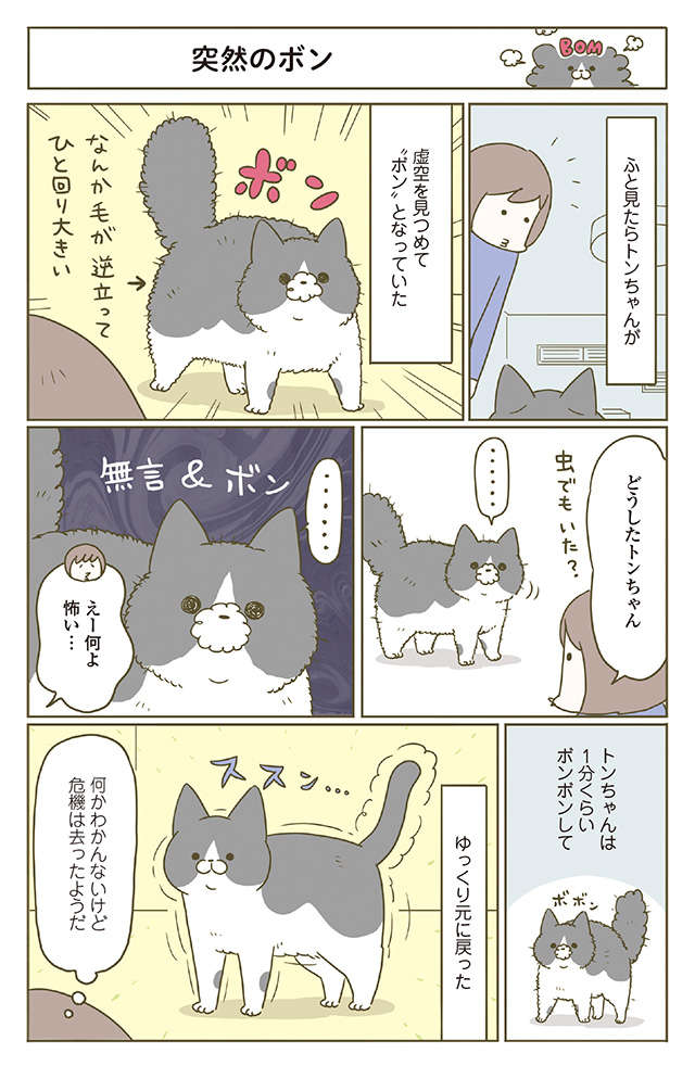 「何よ、怖い...」猫が虚空を見つめ無言で毛を逆立たせていて／うちの猫がまた変なことしてる。6 11.jpg