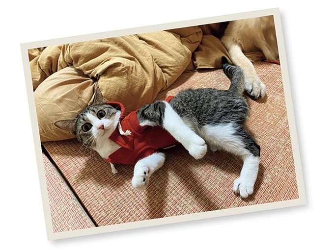 「こんなことって...」犬と猫の忠実さが分かった日。うわわわ、いい奴!!／まめきちまめこニートの日常 こまちとタビ4 mame2_4.jpeg