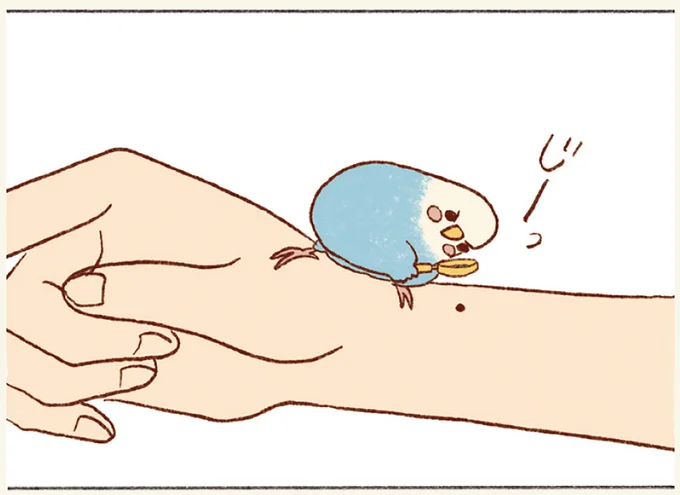 私の手にあるほくろを⁉ 飼い主とセキセイインコの幸せな朝の風景／プジェ日記！ 