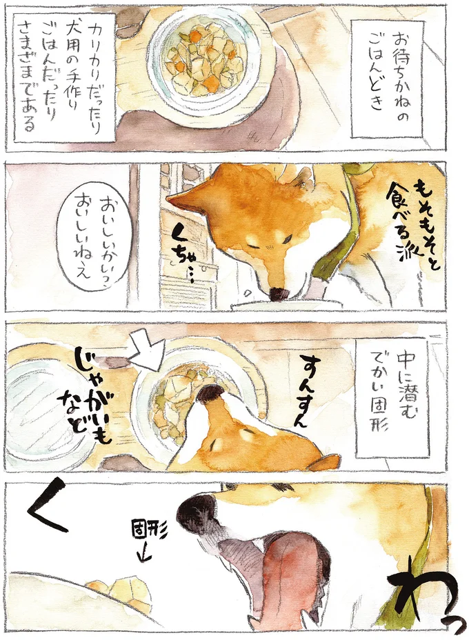 なぜなんだい!? うちの柴犬のヘンな食べ方／柴犬ぽんちゃん、今日もわが道を行く２ 02-01.png