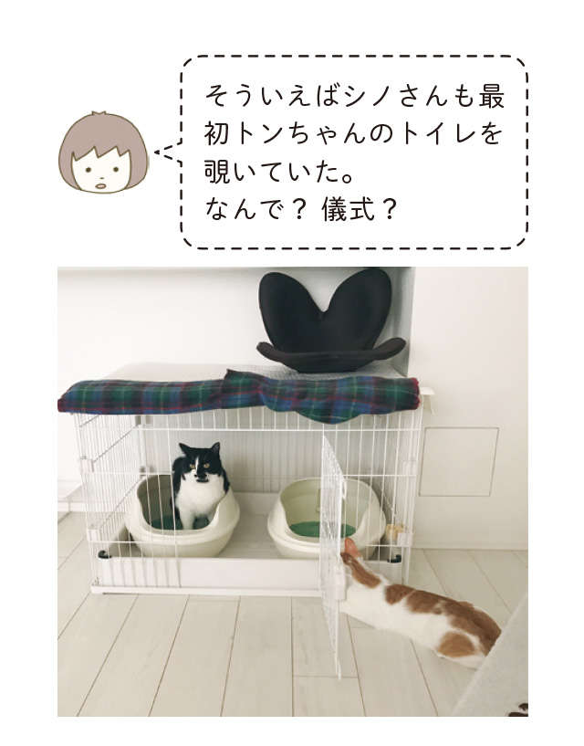 先輩のトイレを覗き、お皿を舐める新入り...人間ならアウトだけど／うちの猫がまた変なことしてる。4 12.jpg