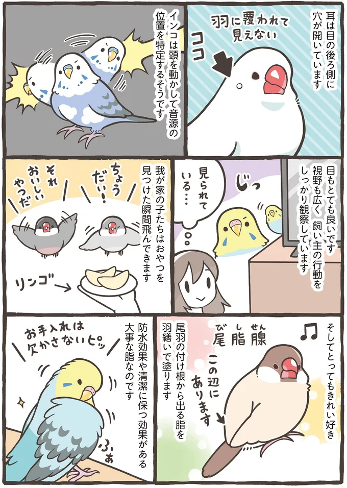 あなたはブンチョウ？ それともセキセイインコ？ 人気の2種を詳しく解説／トリ扱い説明書 86.png