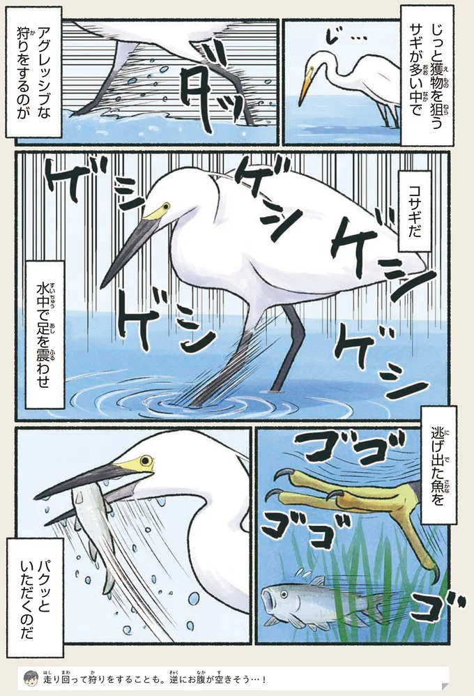 「シラサギ」という鳥は存在しない？ いろいろややこしい事情／意外と知らない鳥の生活 11.png