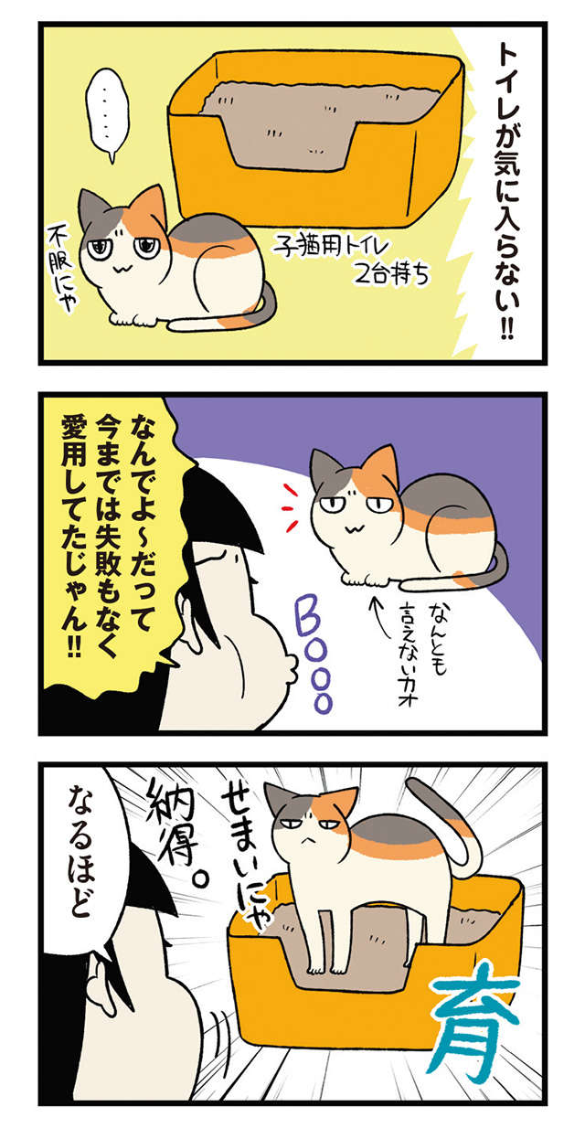 「もっと早く言ってくれればよかったのに～」お嬢様猫のトイレへのこだわりとは？／うちう猫と柴犬 11.jpg