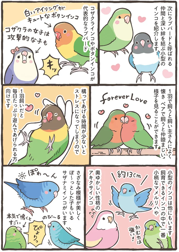 家族に迎えるのはどの鳥がいい？ 大きさだけでなく性格もさまざま／トリ扱い説明書 36.png