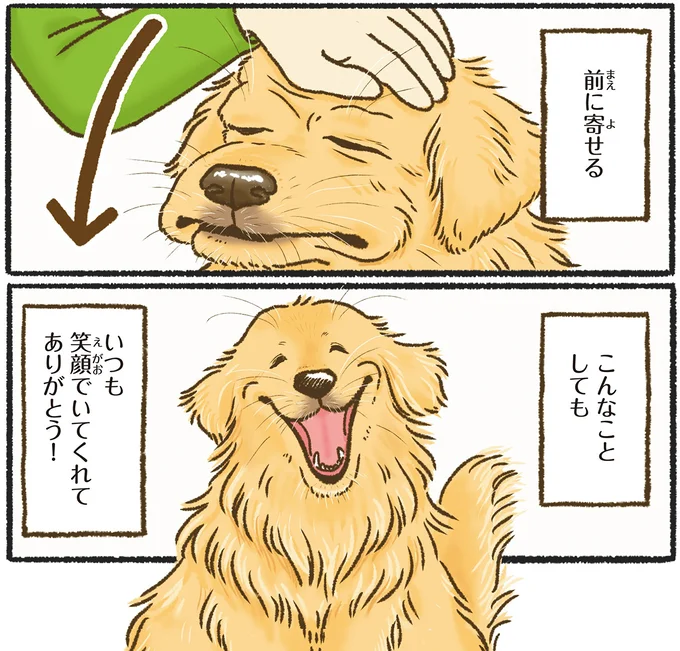 ゴールデンレトリバーに「ついやってしまうこと」。逆毛がかわいくて...／今日もゴールデンレトリバーに癒されて 15712390.webp
