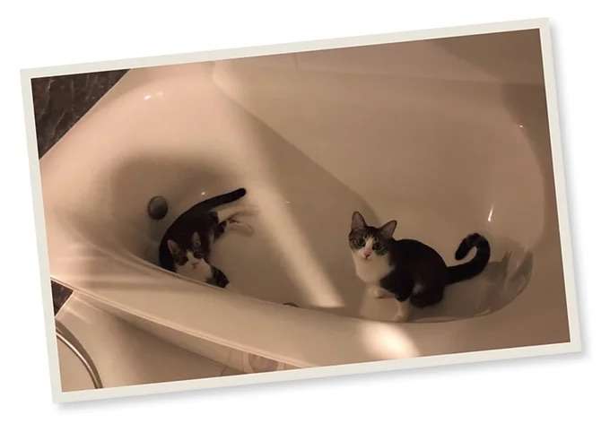 猫たちとの「不毛なバトル」。風呂場が気に入ったみたいだけど...うーん／まめきちまめこニートの日常 こまちとタビ4 mame4_4.jpeg