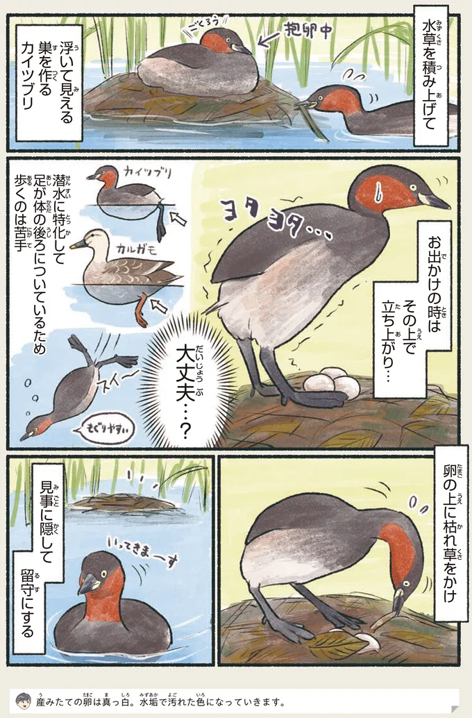 「訂正してあげるか悩みどころ...」実は立派な大人なこの鳥／意外と知らない鳥の生活 11.png