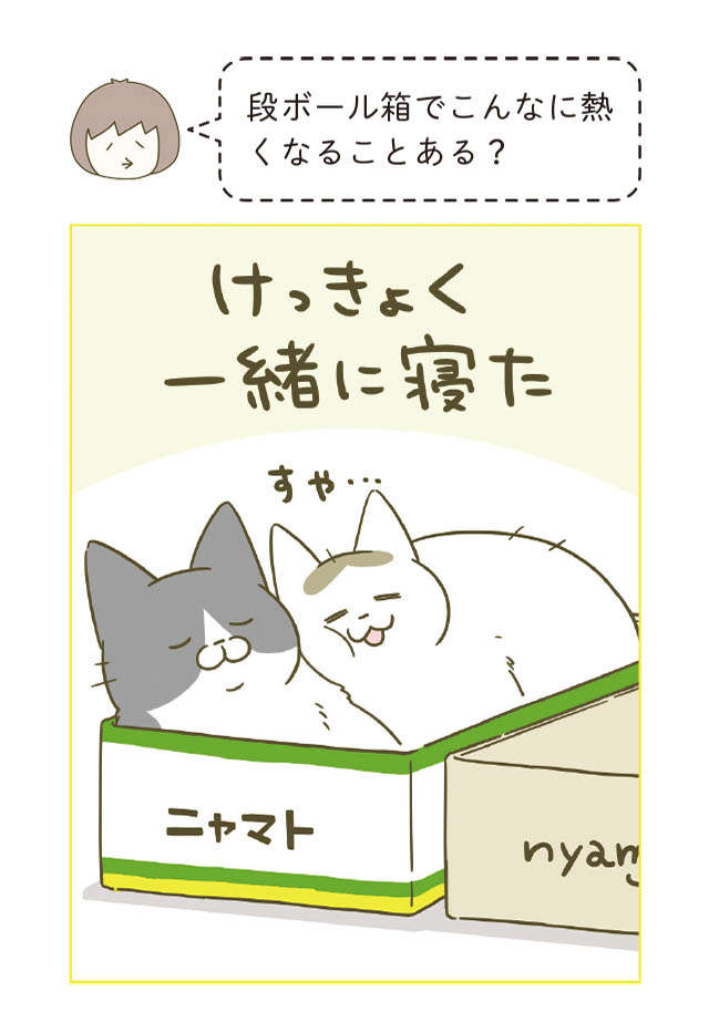 段ボール箱の取り合いでケンカする猫2匹。もうひと箱置いてみたら／うちの猫がまた変なことしてる。5 12.jpg