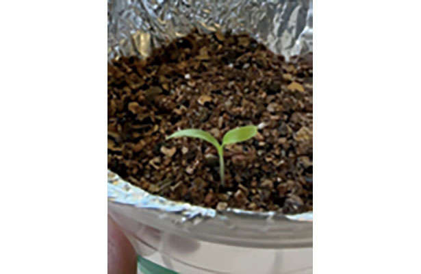 【女性に人気の「パクチー」を育てよう】「プラカップ」を使えば長く簡単に栽培可能！ chapter-1-プラカップ_0124-4-9.jpg