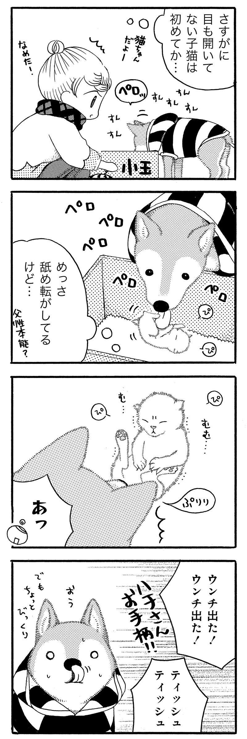 生まれたばかりの子猫が家にやって来た！ 先輩犬もすっかり良い「じいじの顔」に／じじ柴ハチさん 4.jpg