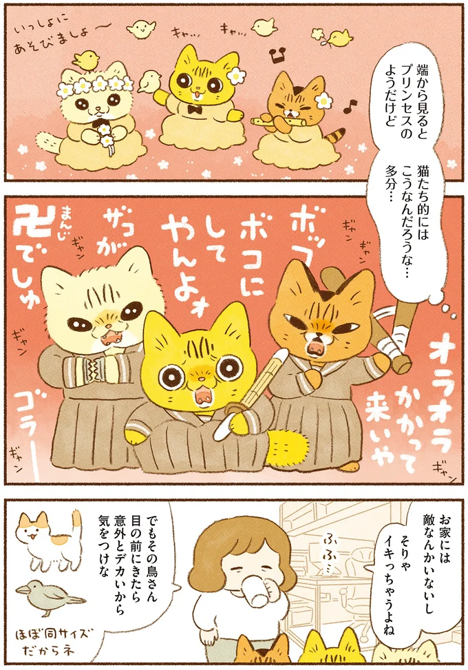 『しまねこ3姉妹と暮らしています　深まるきずな編』 13509077.webp