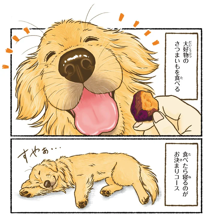 愛犬を一緒に季節を楽しむ。レトリバーが絵になる瞬間は／今日もゴールデンレトリバーに癒されて 15712402.webp