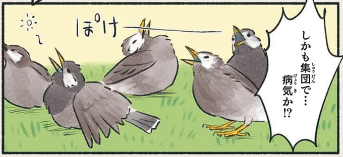 何かあった⁉ 晴れの日にぼーっと立ち尽くす鳥は／意外と知らない鳥の生活