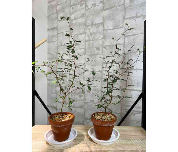 タフな観葉植物「ソフォラ・リトルベイビー」の天敵【くわしすぎる園芸店員が解説】 0701.jpg