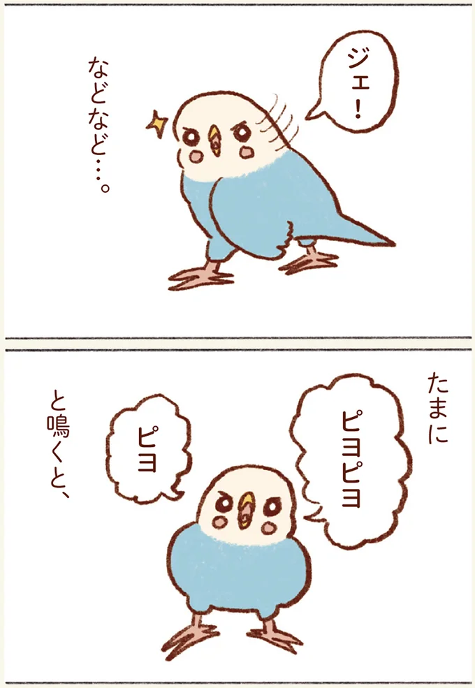 「プジェ、キュキュ、ジャア」たまに来る「ピヨ」の鳴き声がかわいい我が家のセキセイインコ／プジェ日記！  14.webp