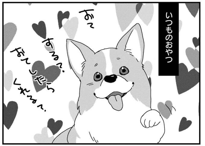 「お手したらくれる？」ワンコのリアクション。いつものと大好物でここまで変わる!?／あしょんでよッ ～うちの犬ログ～1