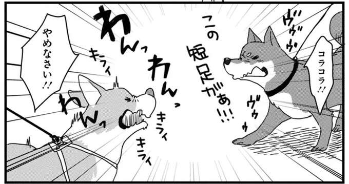 ライバルと突然遭遇してバトル発生！ 止まらないワンコに飼い主は？／あしょんでよッ ～うちの犬ログ～1