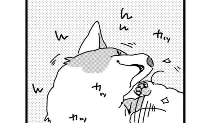 あともうちょっと！ 足が届かないコーギーに飼い主がナイスフォロー／あしょんでよッ ～うちの犬ログ～2