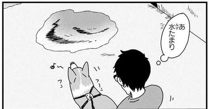 愛犬コーギーの散歩後にお腹が「うわっ」。足が短いワンコにありがちな雨上がりの惨事／あしょんでよッ4