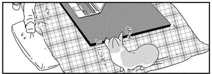 愛犬コーギーの「強制腕枕」。在宅ワークをしているんだけど...／あしょんでよッ6