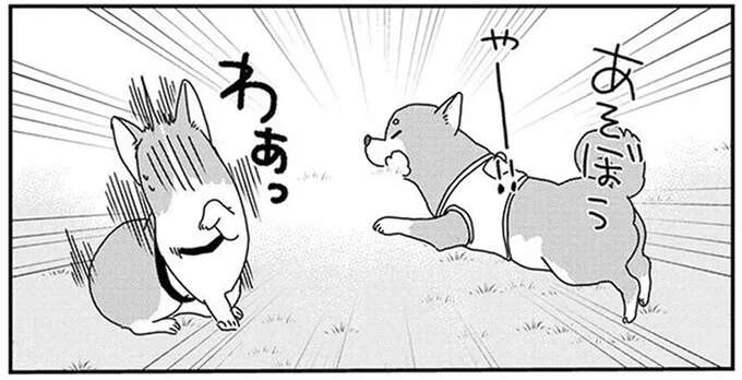 柴犬とコーギーが、なぜかドッグランでライバル関係に。見守る飼い主の本音は／あしょんでよッ10