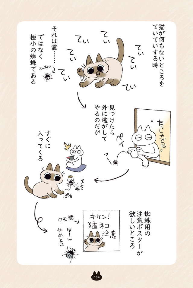 この猫のかわいらしさ。隠れて驚かせたようとしているので、待っていてあげると...／シャム猫あずきさん azukisan_034.jpg