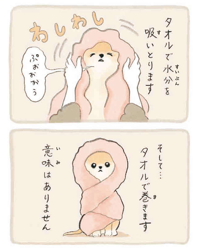 なんということでしょう！  ポメラニアンの愛犬のシャンプー後かわいすぎる／ふわふわポメのぽぽち popochi_p22-2.jpg