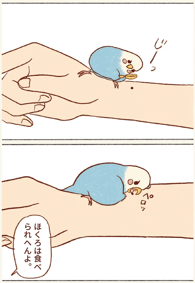 『プジェ日記！ 幸せを運ぶインコのみっちゃん』 113.webp