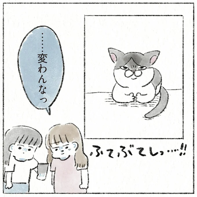 『うちの猫は今日も塩対応』 52.webp