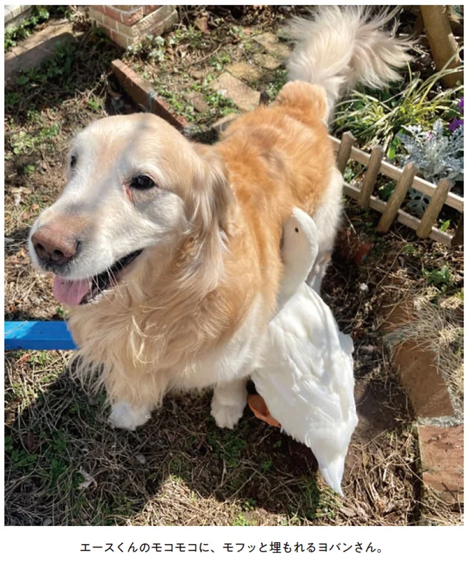 『エースくんとヨバンさん 犬とアヒルの友情物語』 83.webp