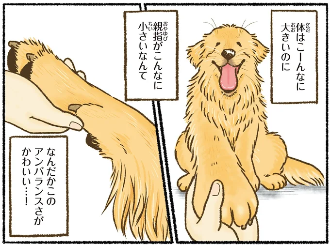 愛犬レトリバーの親指がかわいすぎる！ 体はこーんなに大きいのに...／今日もゴールデンレトリバーに癒されて 15712382.webp