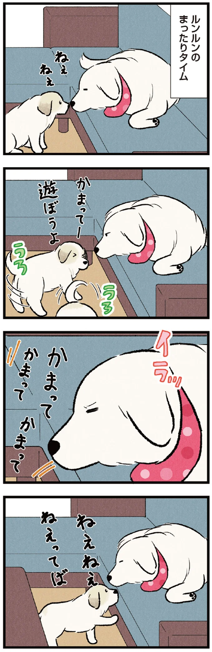 先輩犬のまったりタイムは邪魔しちゃダメ！ 我が家のワンコたちの日常／今日のルンルン 01-03.webp