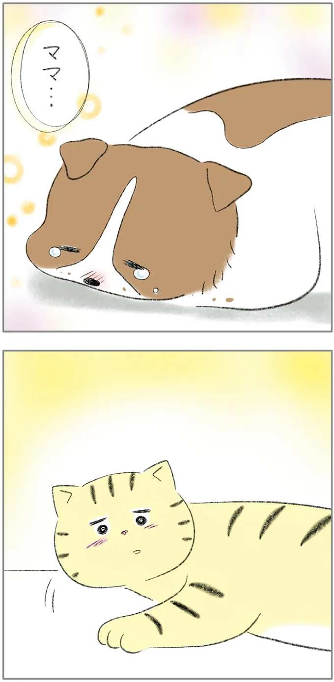 『ターとアグのしあわせ日和 元ノラ猫と元保護犬、ふたりは親友』 08-12.png