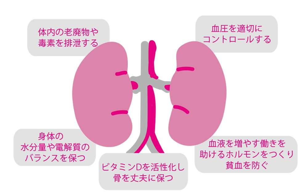 脳や血管などの不調や糖尿病と深い関係が！  「沈黙の臓器」腎臓のケアは生活習慣の改善から 臓器.jpg