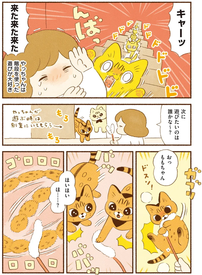 『しまねこ3姉妹と暮らしています　深まるきずな編』 13539117.webp