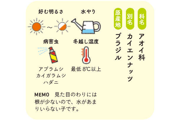 観葉植物のド定番「パキラ」の失敗しやすいポイント【くわしすぎる園芸店員が解説】 0600.jpg