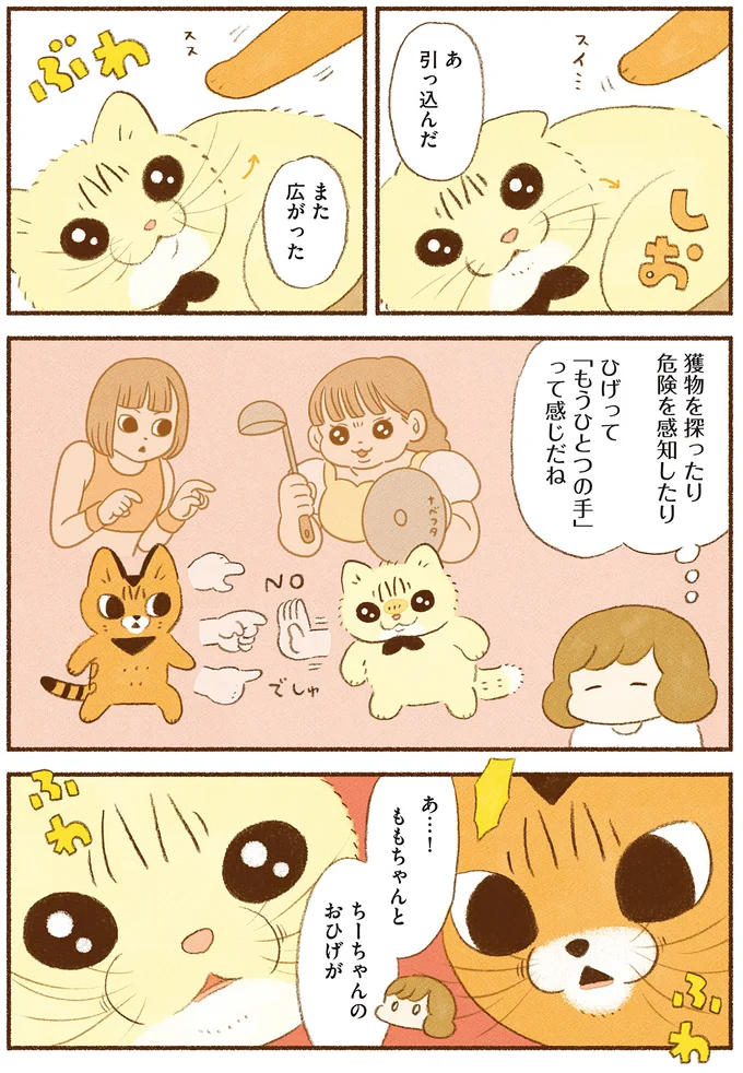 『しまねこ3姉妹と暮らしています　深まるきずな編』 13539125.webp