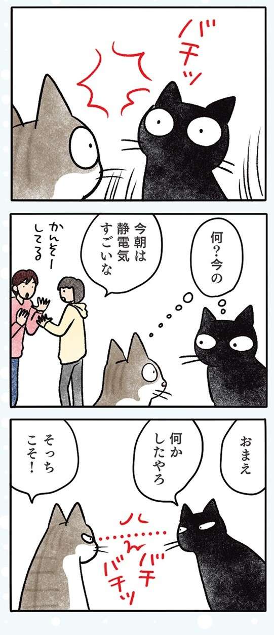 猫同士の「鼻ちゅー」で何が起きた？ そしてにらみ合いに...／黒猫ナノとキジシロ猫きなこ kuroneko_nano14-2.jpg