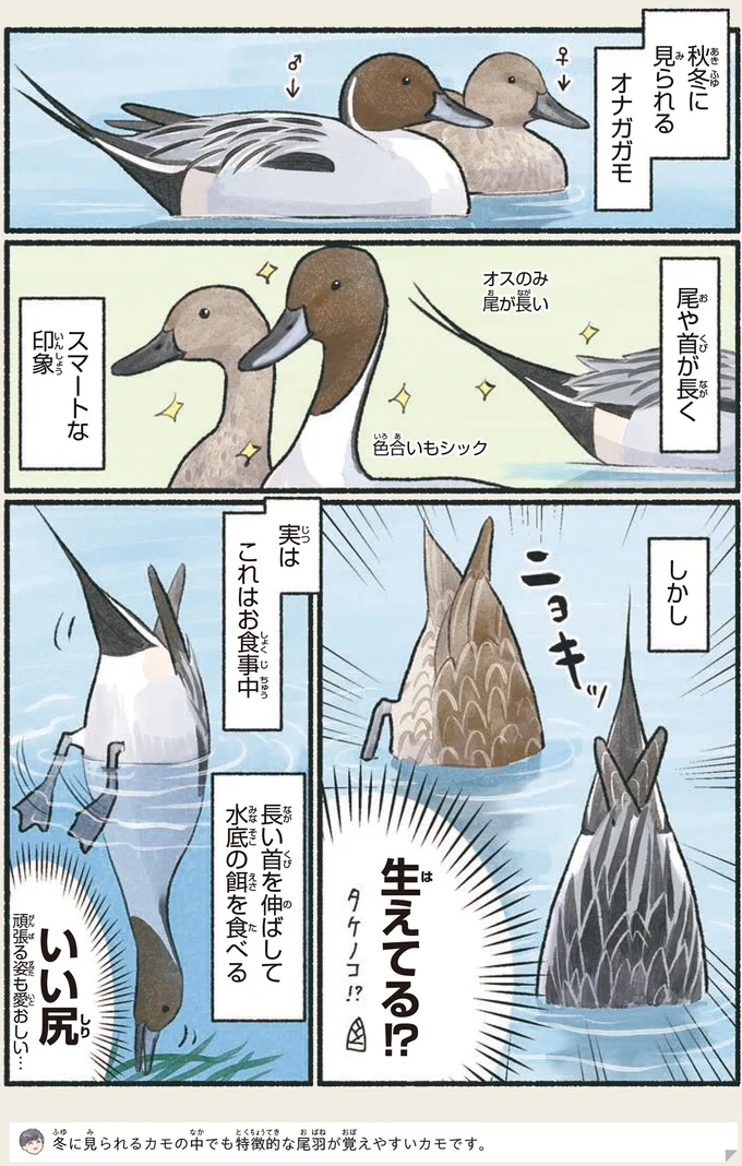 「生えてる？」食事中のお尻がキュートな鳥って？／意外と知らない鳥の生活 1.png