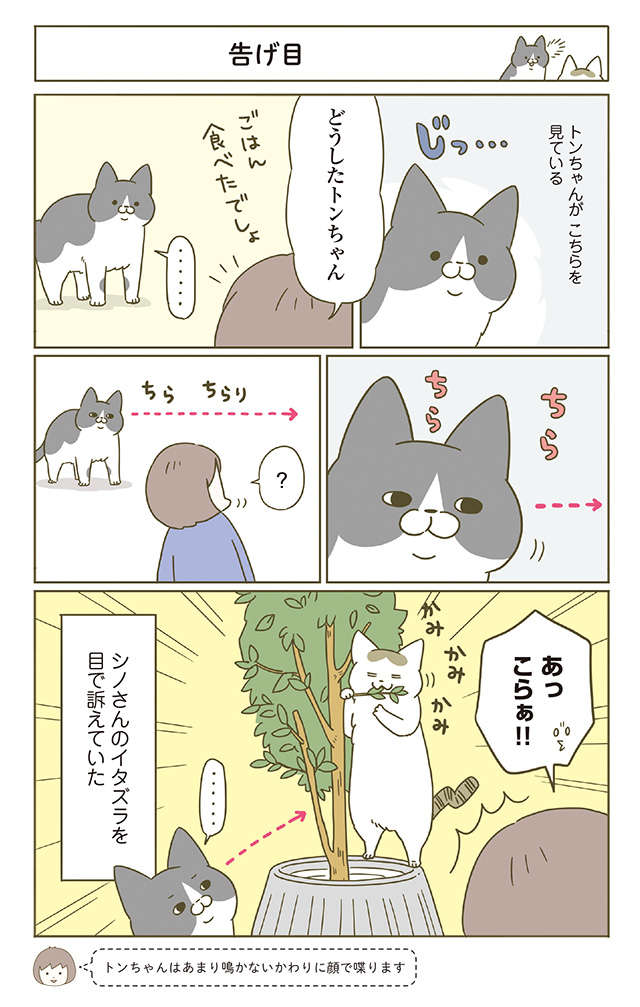 うちの愛猫は顔で語る!? チラチラと無言で視線を送る先に...／うちの猫がまた変なことしてる。4 1.jpg