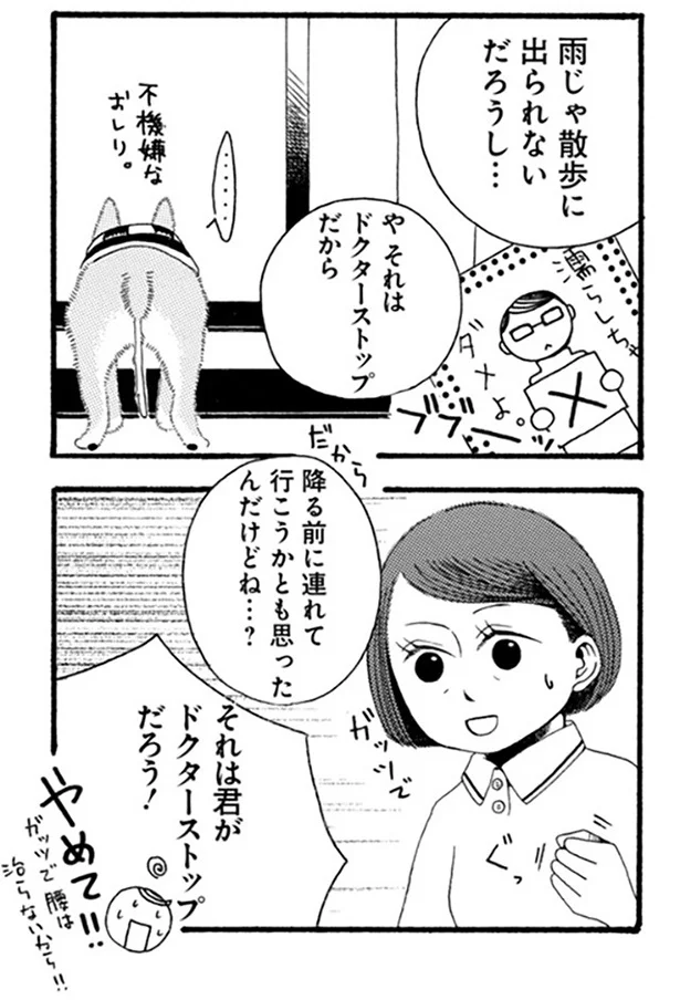 『96歳の柴犬ハチさんは、今日もお散歩しています。』 62.webp