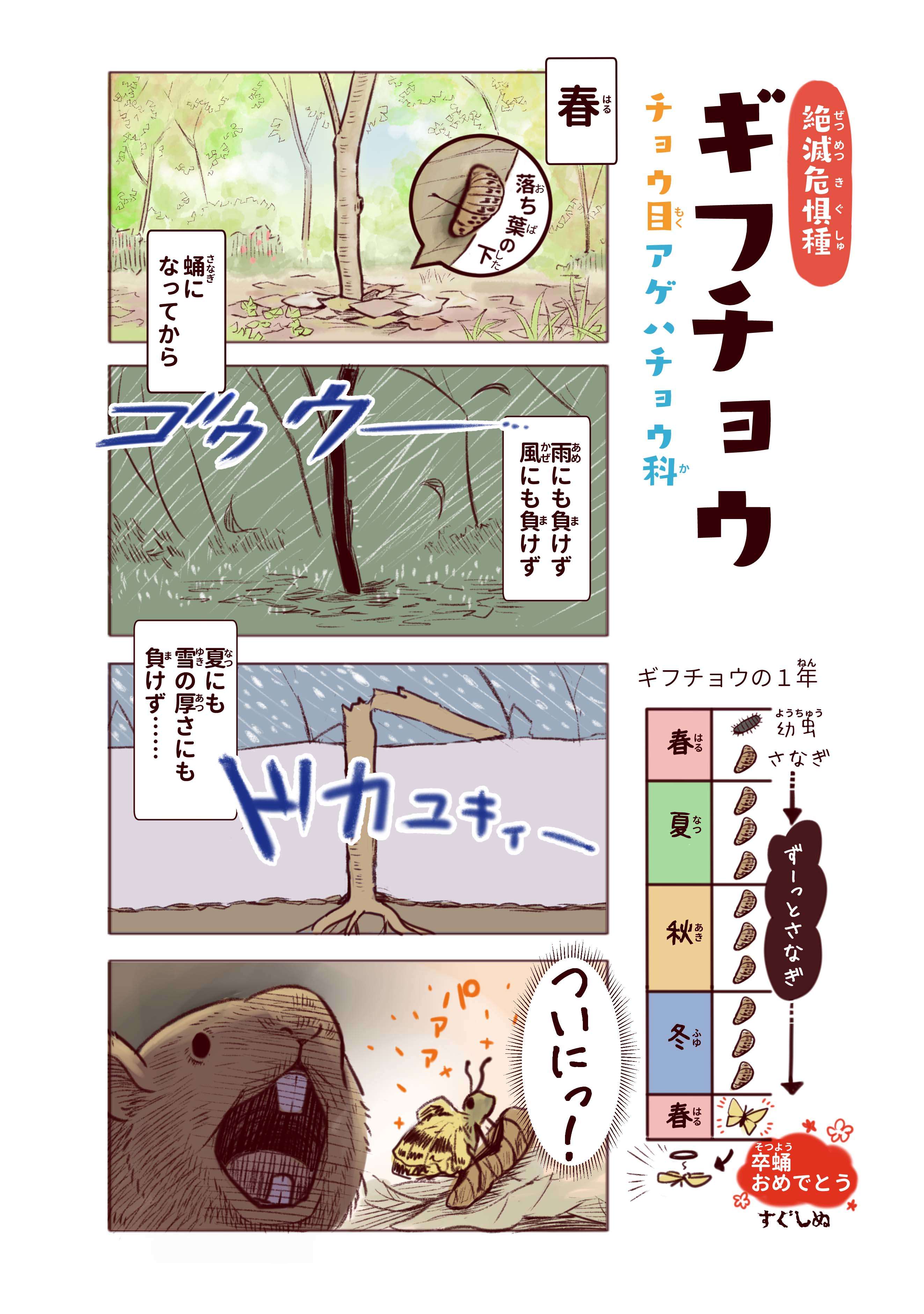 絶滅危惧種「ギフチョウ」は、雨にも風にも負けず1年間サナギで過ごす！ ／わいるどらいふっ！ p6_ギフチョウ.jpg