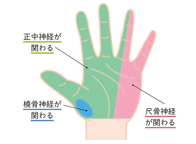 「首まわりの不調」は「手指の痛み」の原因に？ 痛みに関わる「3つの神経」を麻酔科医が解説 P056_01.jpg