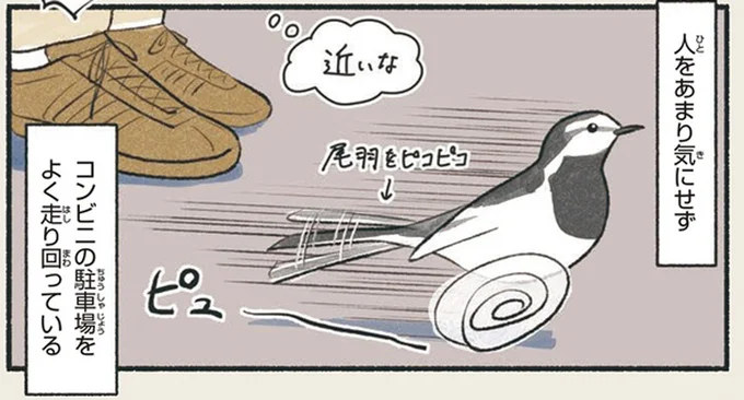 鳥なのにめっちゃ走る！ コンビニの駐車場で疾走する鳥は...？／意外と知らない鳥の生活