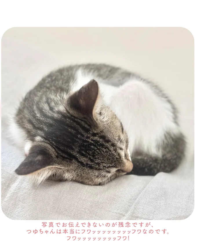 家に馴染んでくれた保護猫。初めてのシャンプーをしてみたら...／ねこのつゆちゃんのことで頭がいっぱいです 16124236.webp