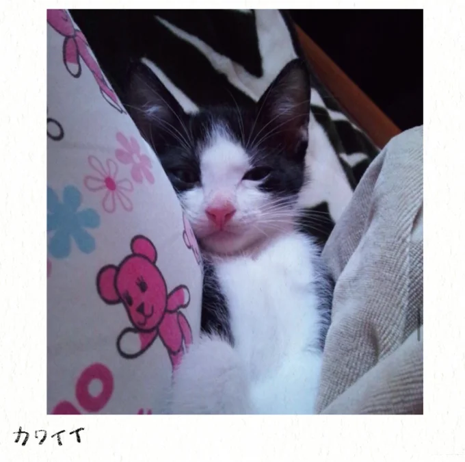『うちの猫は今日も塩対応』 53.webp