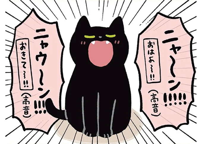 猫の寝言、悪い寝相、早起き...何度起こされてもやっぱり...可愛い!/黒猫ろんと暮らしたら3