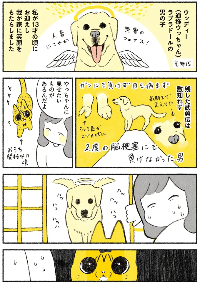 『茶トラのやっちゃん1〜3』 browntabbycat12_1.webp