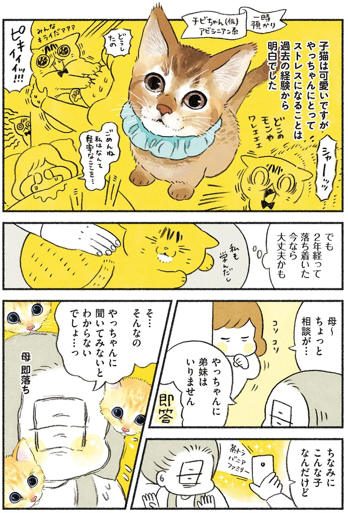 『茶トラのやっちゃん1〜3』 browntabbycat20_2.webp